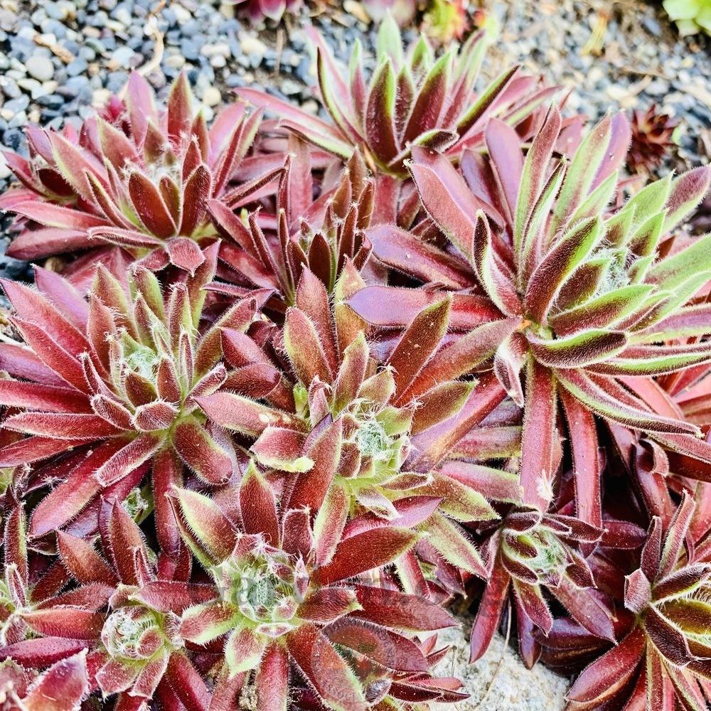Photo of Hen and Chicks (Sempervivum 'King George') uploaded by Patty