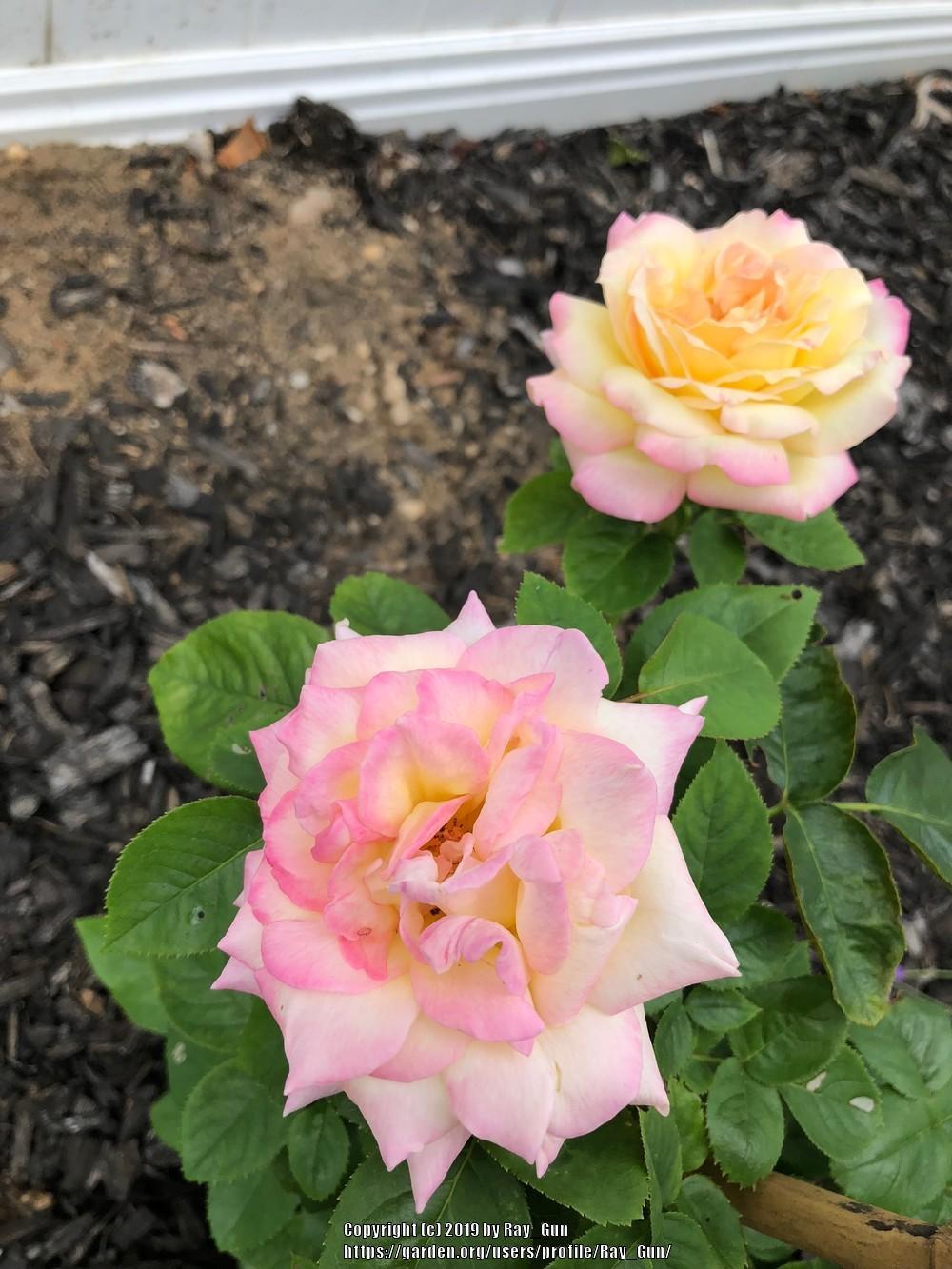 Photo of Hybrid Tea Rose (Rosa 'Peace') uploaded by Ray_Gun
