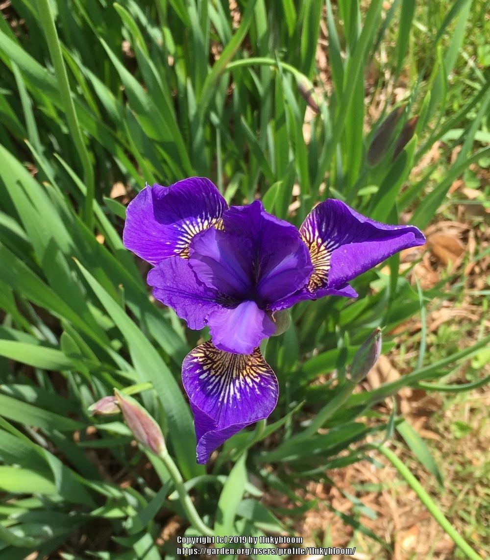 Photo of Species Iris (Iris sibirica) uploaded by flukybloom