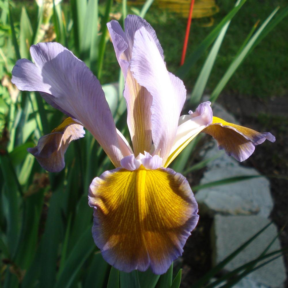 Photo of Spuria Iris (Iris 'Out of Dreams') uploaded by lovemyhouse