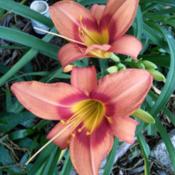 Short but huge bloom...reliable and works well in the front of a 