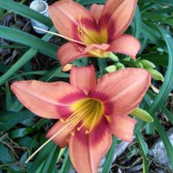 Location: My Caffeinated Garden, Grapevine, TX
Date: Spring 2018
Short but huge bloom...reliable and works well in the front of a 