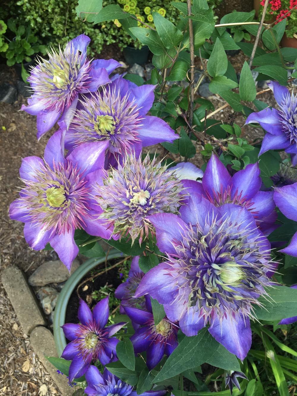 Photo of Clematis 'Multi Blue' uploaded by Calif_Sue