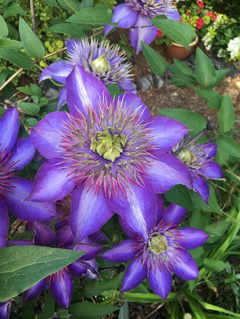 Photo of Clematis 'Multi Blue' uploaded by Calif_Sue