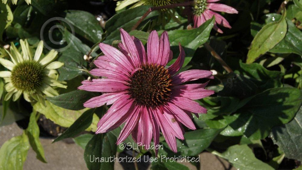 Photo of Coneflower (Echinacea 'Pink Mist') uploaded by DaylilySLP