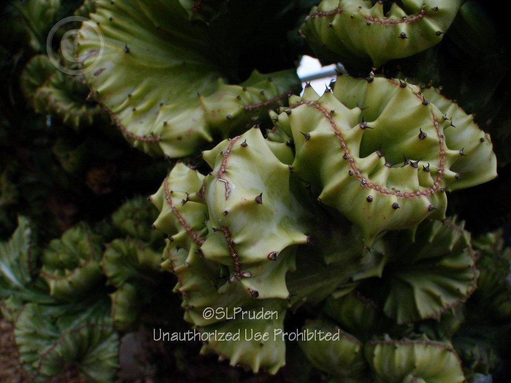 Photo of Elkhorn (Euphorbia lactea 'Cristata') uploaded by DaylilySLP