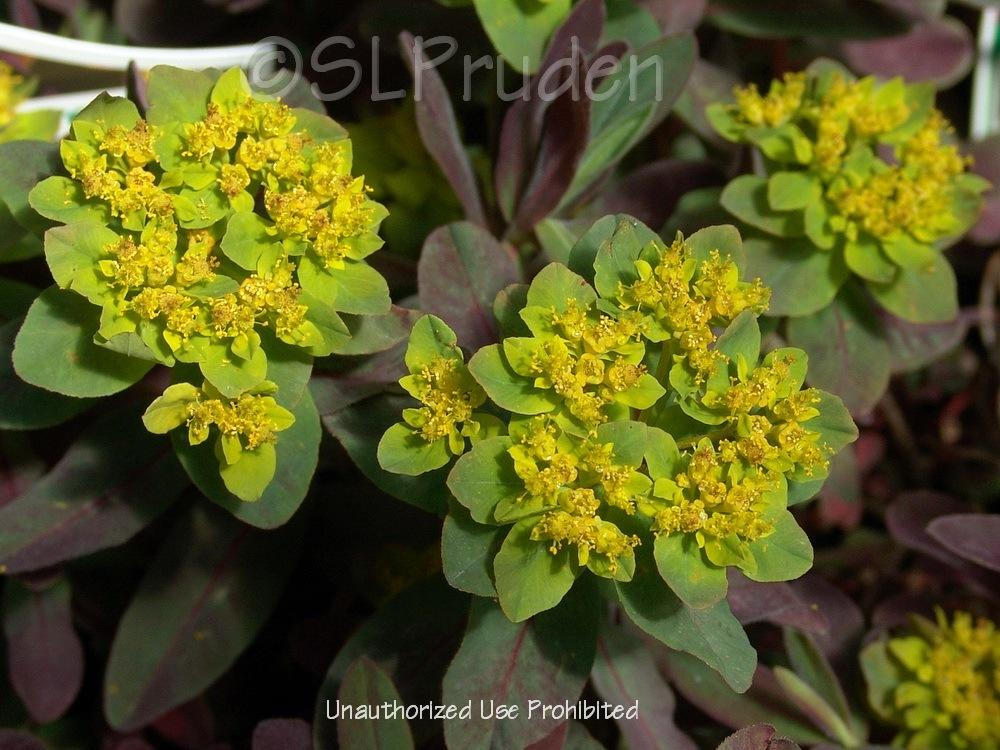 Photo of Euphorbia (Euphorbia epithymoides 'Bonfire') uploaded by DaylilySLP