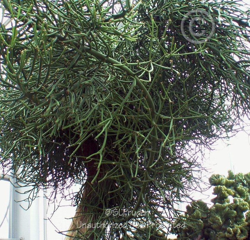 Photo of Pencil Tree (Euphorbia tirucalli) uploaded by DaylilySLP
