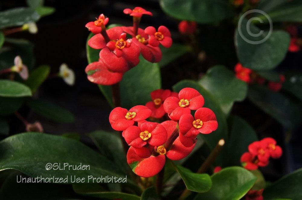 Photo of Crown of Thorns (Euphorbia milii) uploaded by DaylilySLP