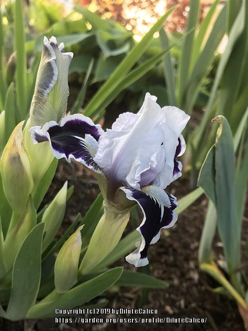 Photo of Standard Dwarf Bearded Iris (Iris 'Puddy Tat') uploaded by DiluteCalico