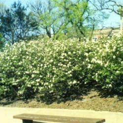 Location: Hinsdale, Illinois
Date: May in 1985
group planted on a slope