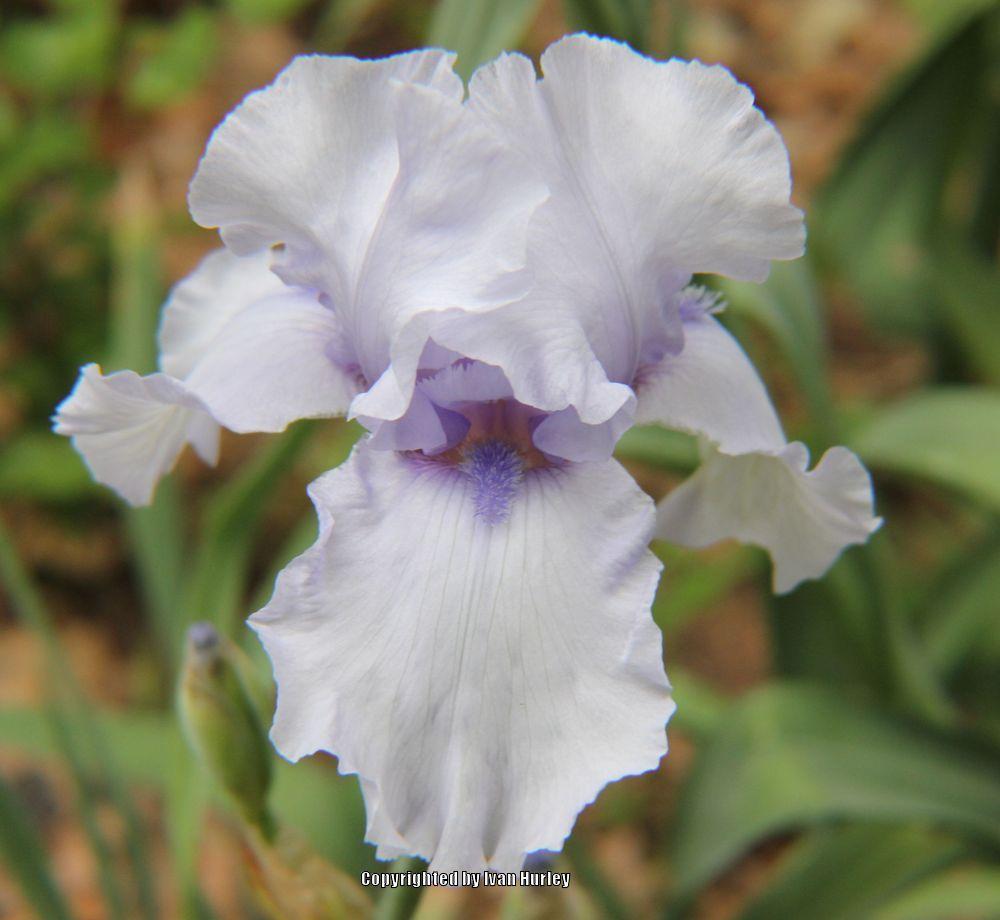 Photo of Tall Bearded Iris (Iris 'Chico Maid') uploaded by Ivan_N_Tx