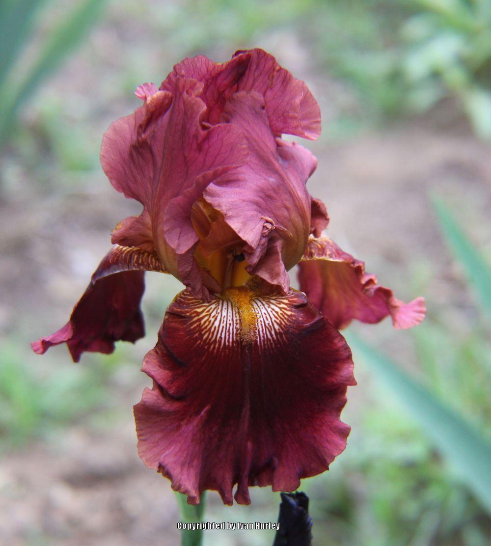 Photo of Tall Bearded Iris (Iris 'Play with Fire') uploaded by Ivan_N_Tx
