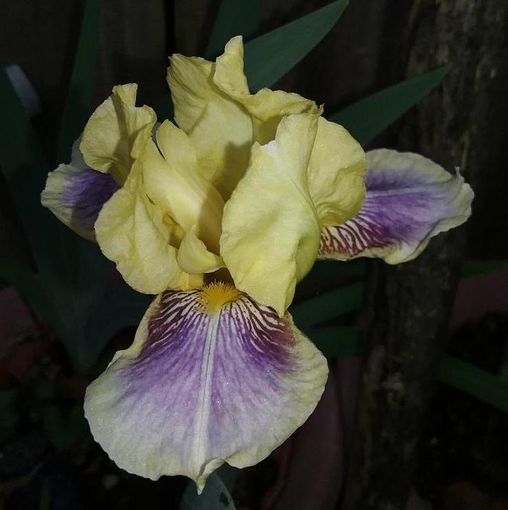 Photo of Standard Dwarf Bearded Iris (Iris 'Darius') uploaded by grannysgarden