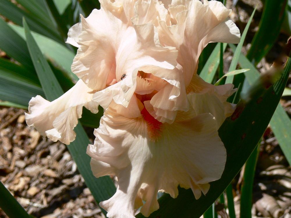 Photo of Tall Bearded Iris (Iris 'Whisper Her Name') uploaded by janwax