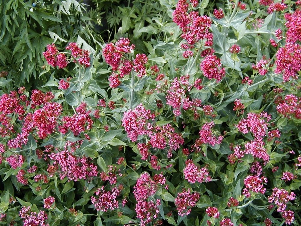 Photo of Jupiter's Beard (Centranthus ruber) uploaded by lauribob