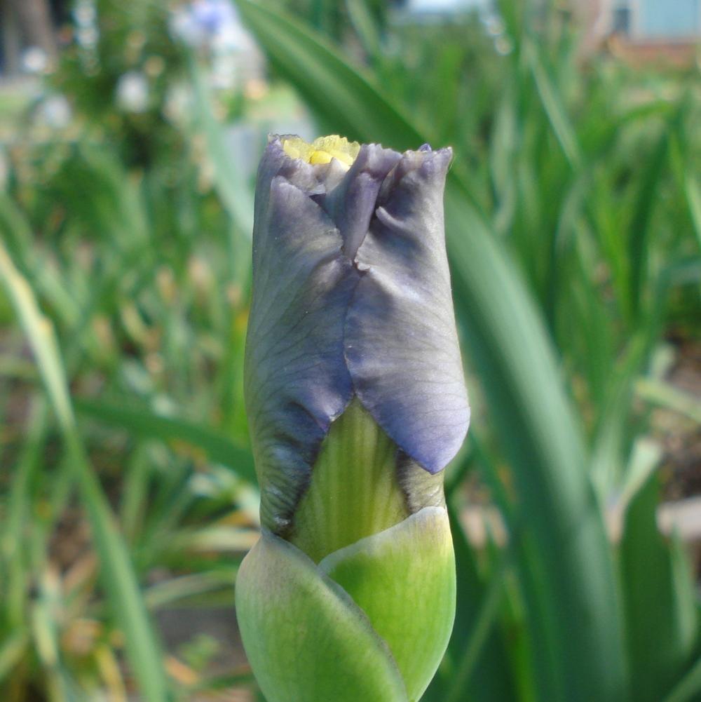 Photo of Tall Bearded Iris (Iris 'Evening Rounds') uploaded by lovemyhouse