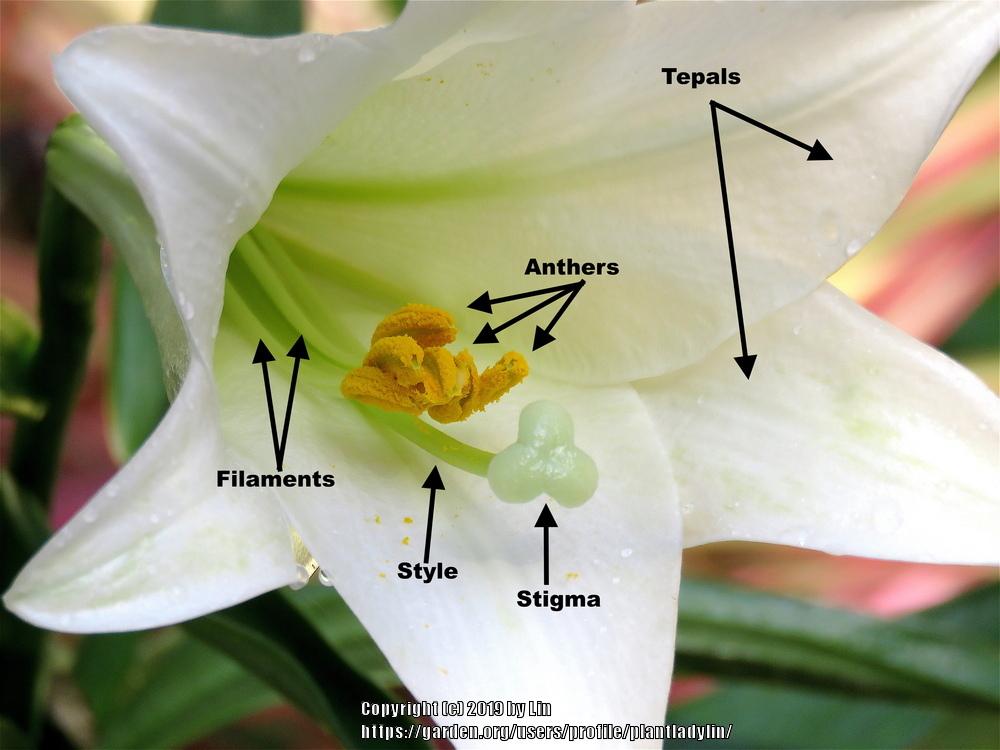 Photo of Lily (Lilium longiflorum) uploaded by plantladylin