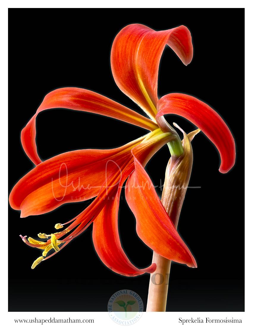 Photo of Aztec Lily (Sprekelia formosissima) uploaded by Jacaranda