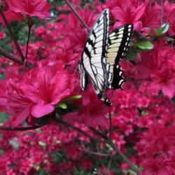 Location: My garden, Baltimore MD
#polliNATION #pollinator #butterfly