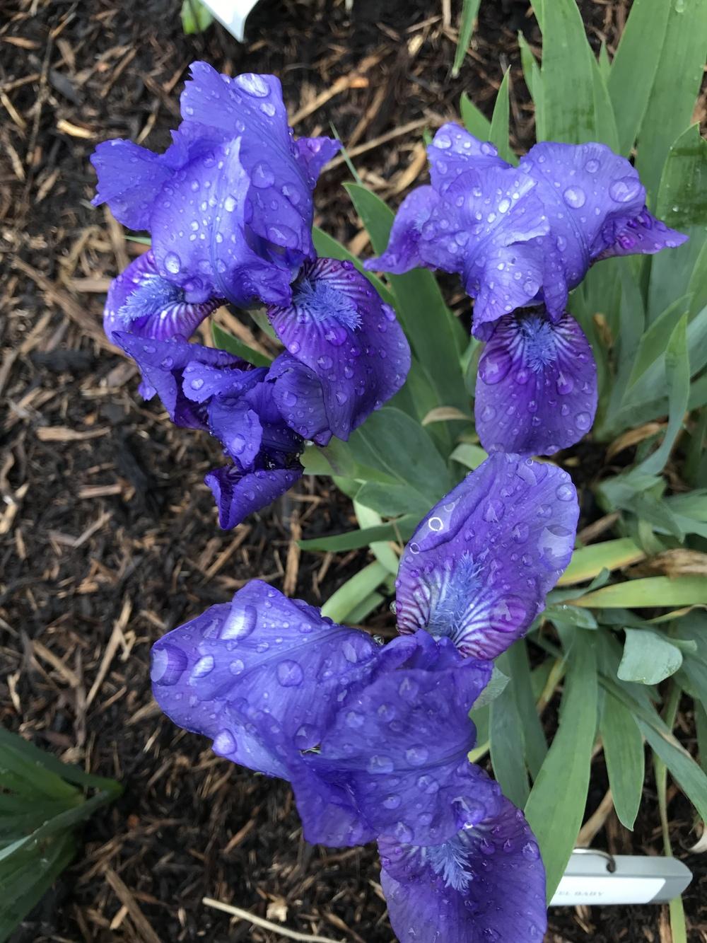 Photo of Standard Dwarf Bearded Iris (Iris 'Smell the Roses') uploaded by Legalily