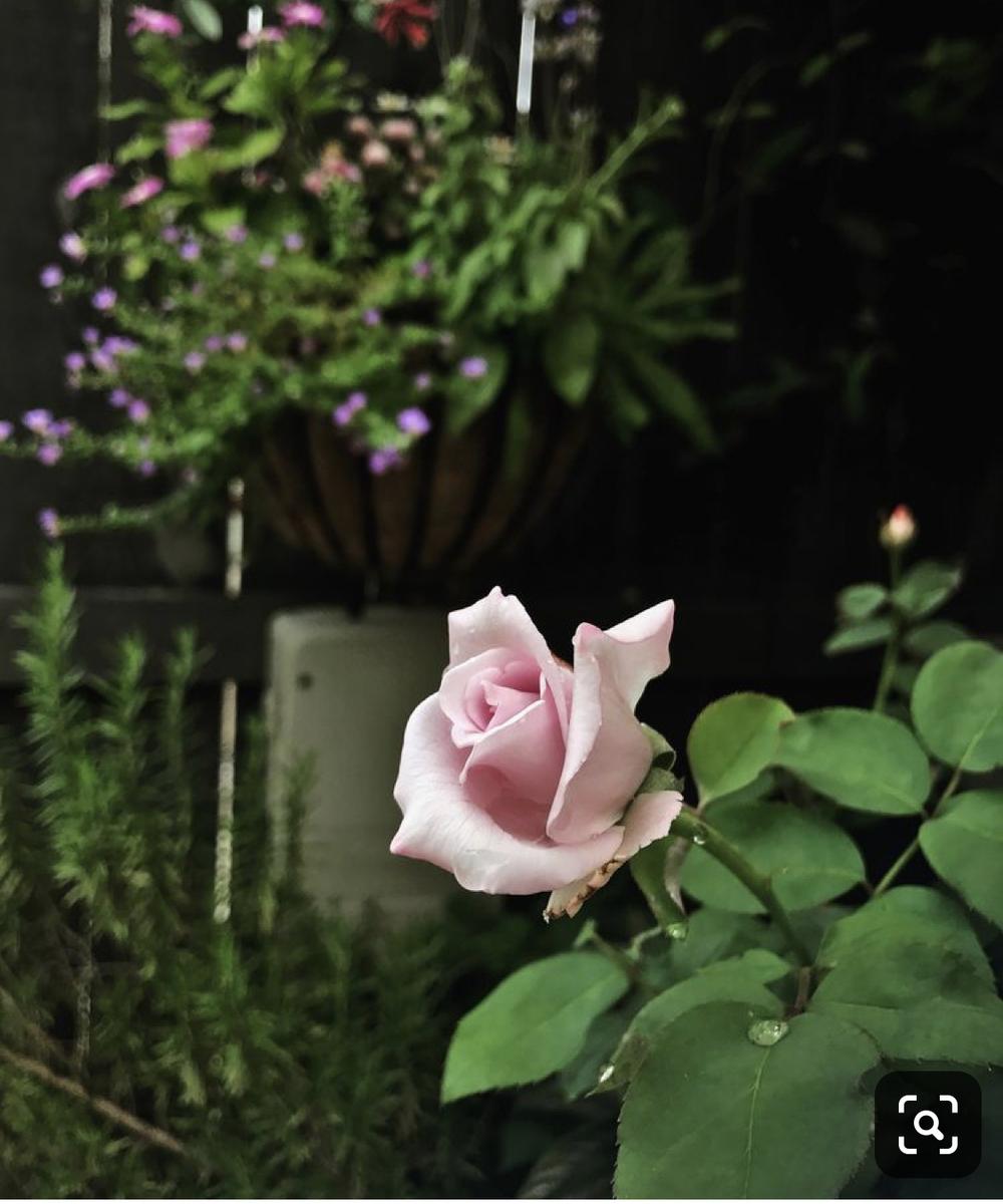 Photo of Rose (Rosa 'Blue Moon') uploaded by LouisianaRoseGirl