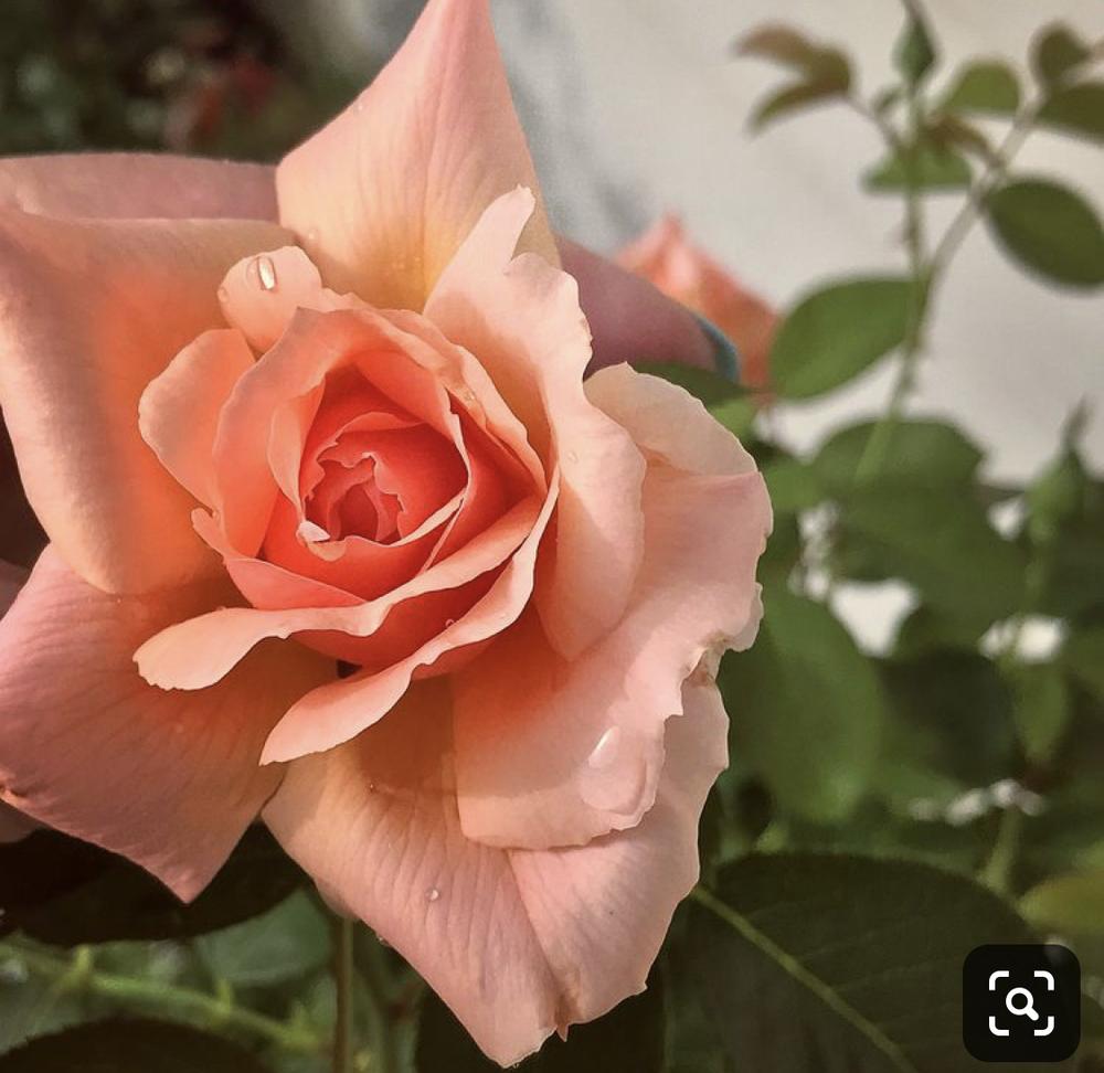 Photo of Rose (Rosa 'Apricot Candy') uploaded by LouisianaRoseGirl