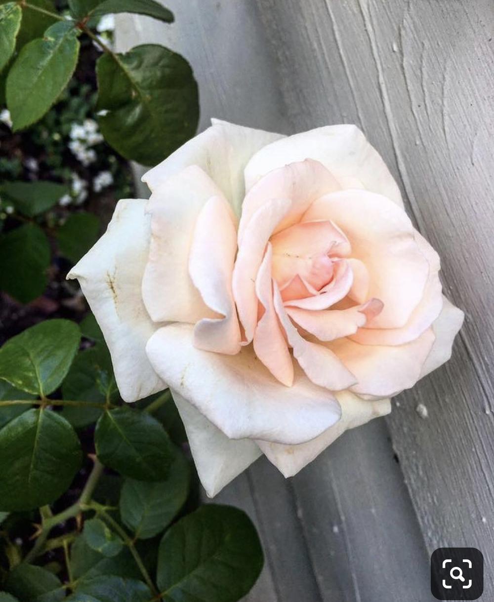 Photo of Rose (Rosa 'Schloss Ippenburg') uploaded by LouisianaRoseGirl