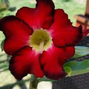 Desert Rose (Adenium)