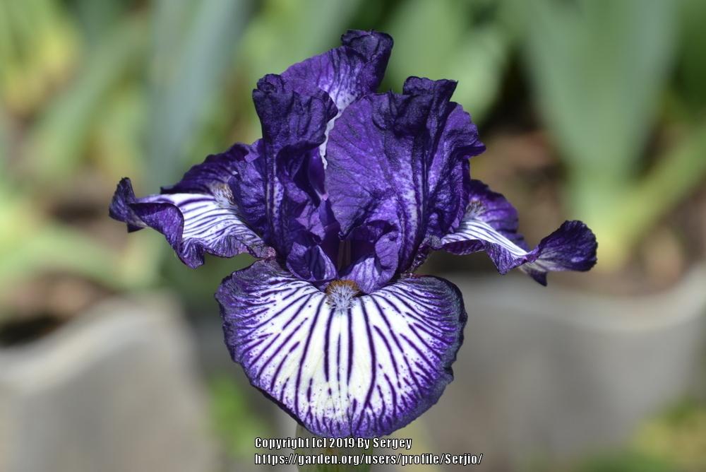 Photo of Intermediate Bearded Iris (Iris 'Line Drive') uploaded by Serjio