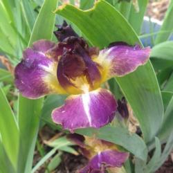 Location: Henry County, Virginia
Date: 2019-04-30
It bloomed on a short stalk. But, I am very impressed because it 