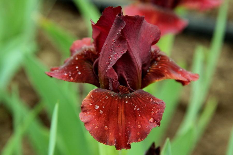 Photo of Standard Dwarf Bearded Iris (Iris 'Prorotstvo') uploaded by dimson67