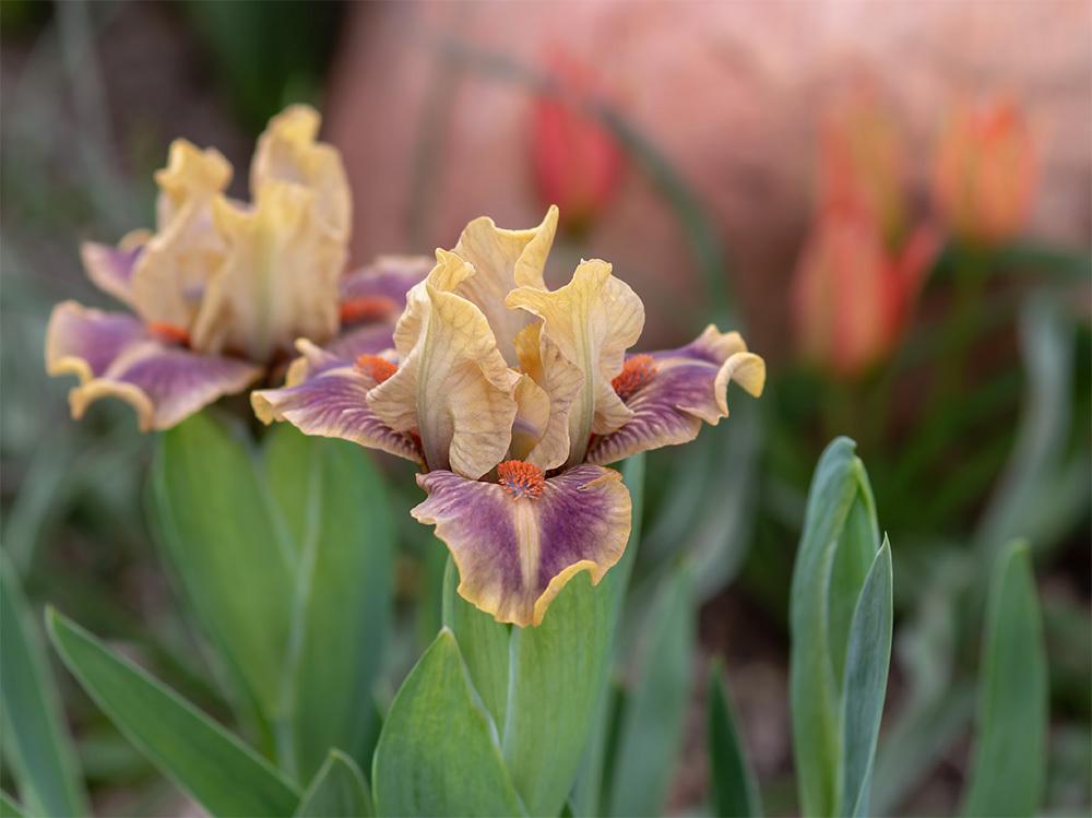 Photo of Standard Dwarf Bearded Iris (Iris 'Burano') uploaded by dirtdorphins