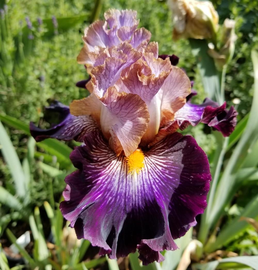 Photo of Tall Bearded Iris (Iris 'Mixed Signals') uploaded by jigs1968