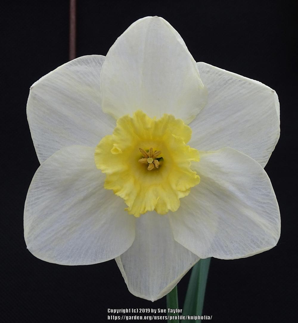 Photo of Small Cupped Daffodil (Narcissus 'Aircastle') uploaded by kniphofia