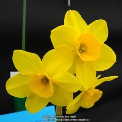 Location: Harrogate Flower Show
Date: 2019-04-27