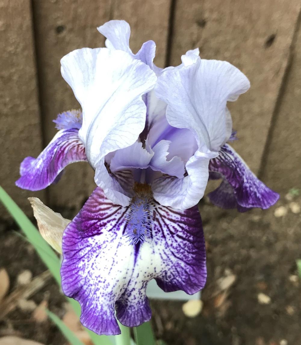 Photo of Intermediate Bearded Iris (Iris 'Sailor') uploaded by ljb5966