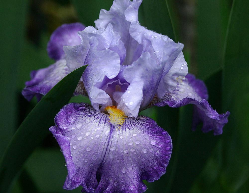 Photo of Tall Bearded Iris (Iris 'Athens') uploaded by loosertora