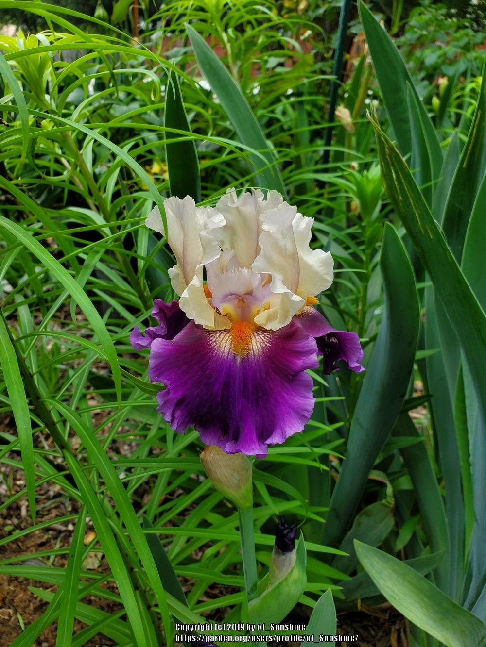 Photo of Tall Bearded Iris (Iris 'Come Undone') uploaded by of_Sunshine