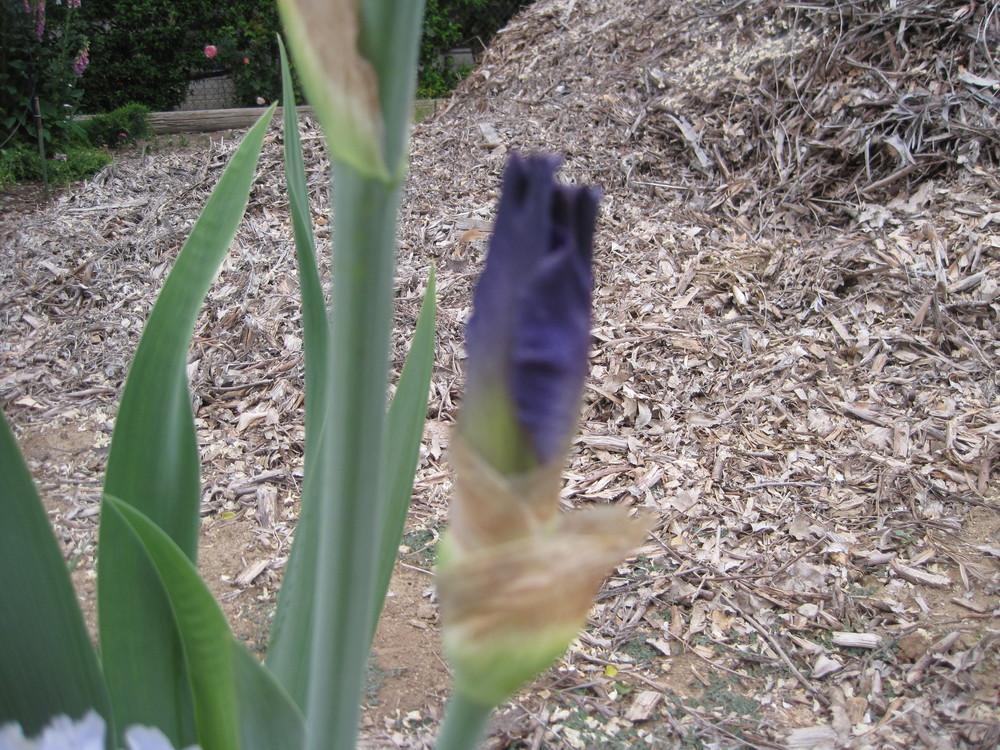 Photo of Tall Bearded Iris (Iris 'Century Bound') uploaded by shalyn