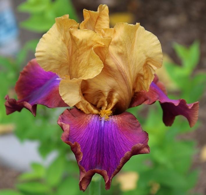 Photo of Tall Bearded Iris (Iris 'Syncopation') uploaded by Bloombuddie