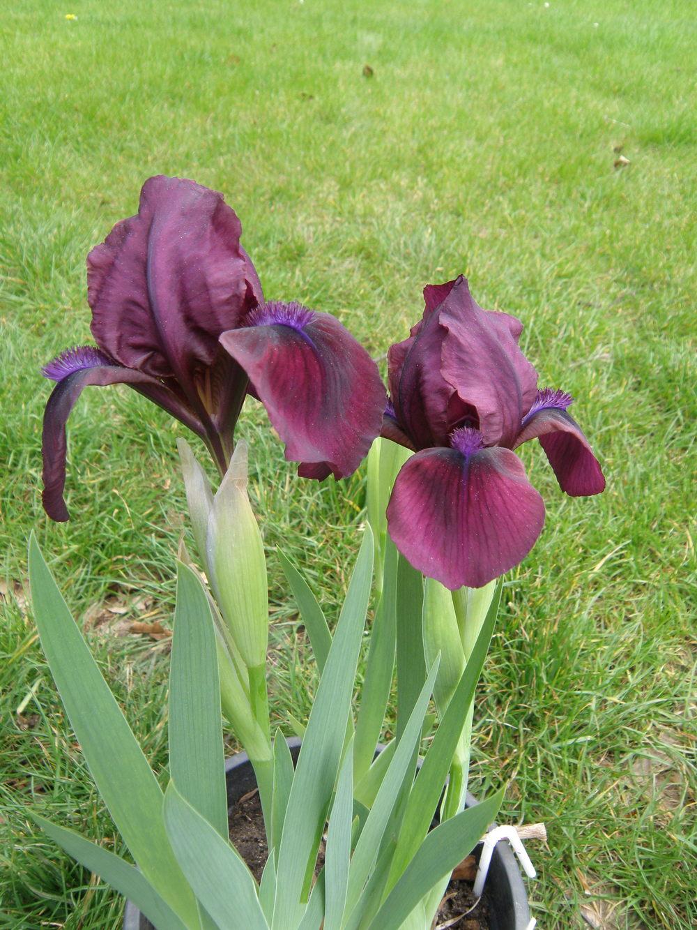 Photo of Standard Dwarf Bearded Iris (Iris 'Cherry Garden') uploaded by IrisLilli