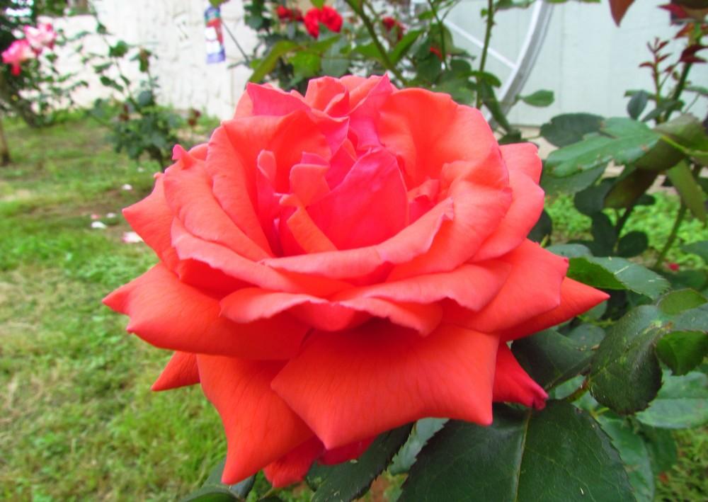Photo of Rose (Rosa 'Fragrant Cloud') uploaded by Moondog