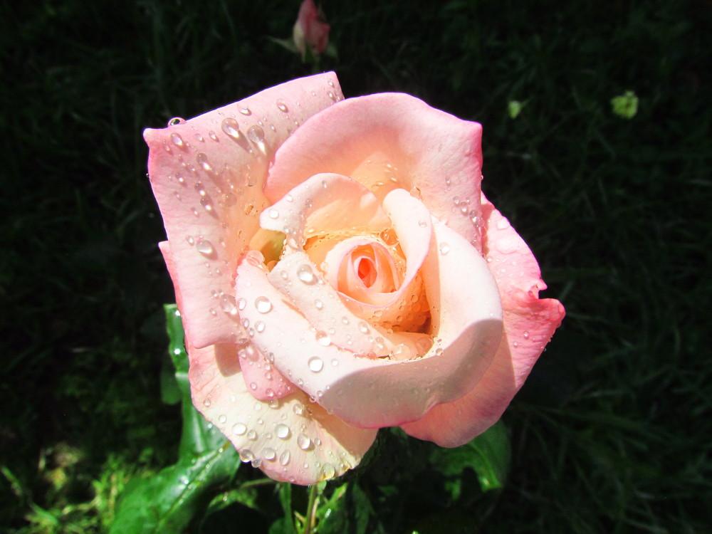 Photo of Rose (Rosa 'Soft Whisper') uploaded by Moondog