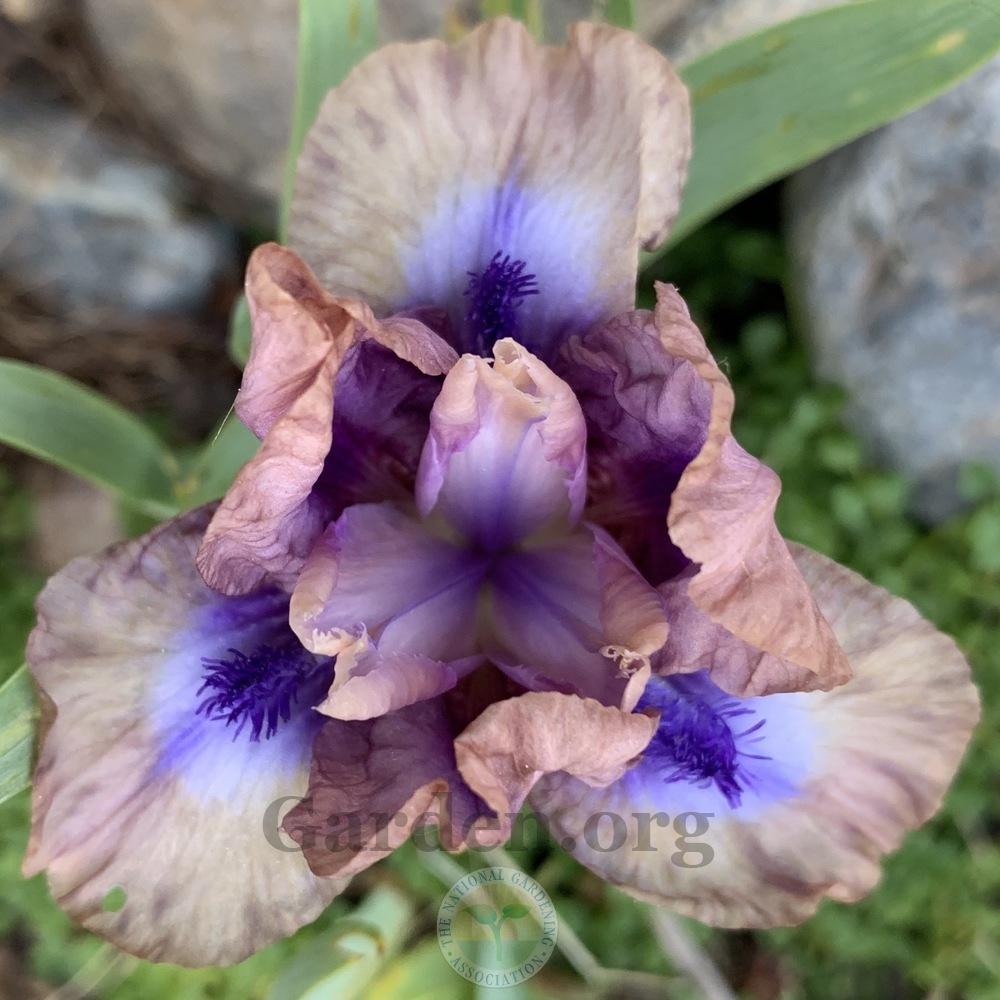 Photo of Miniature Dwarf Bearded Iris (Iris 'Brevity') uploaded by Patty
