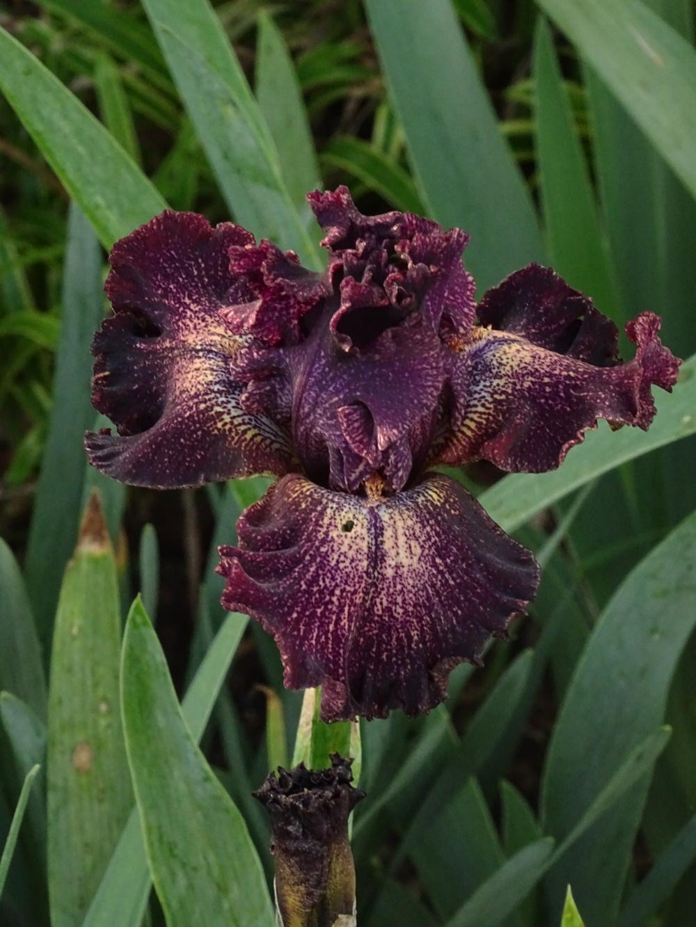 Photo of Tall Bearded Iris (Iris 'Dark Drama') uploaded by TNLaura