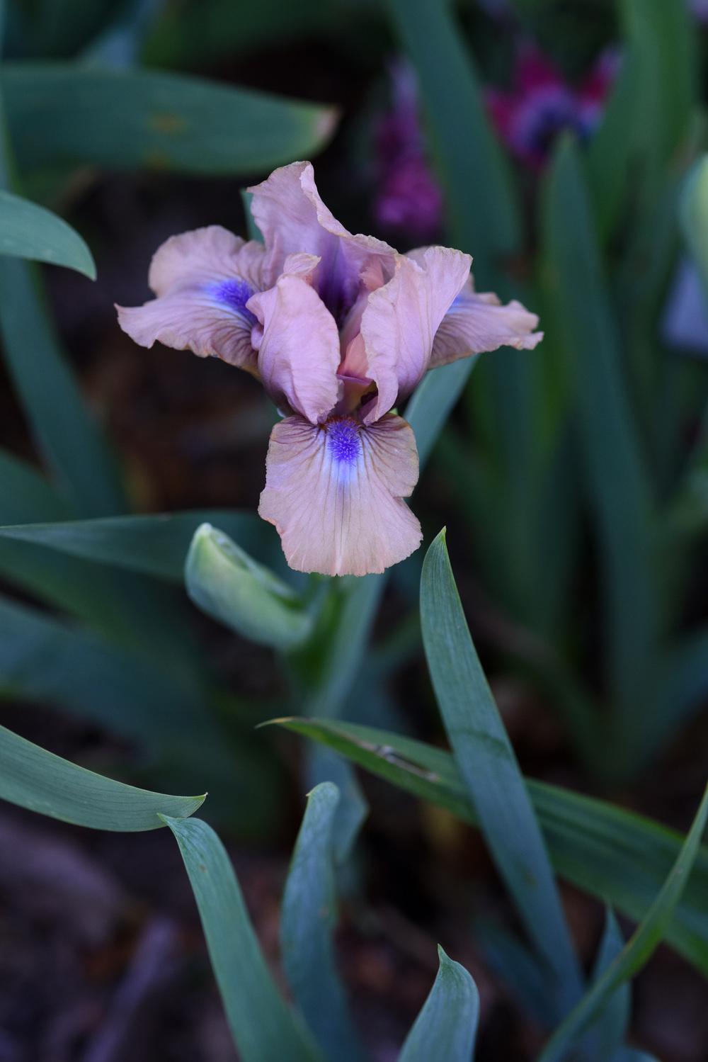 Photo of Standard Dwarf Bearded Iris (Iris 'Chanted') uploaded by cliftoncat