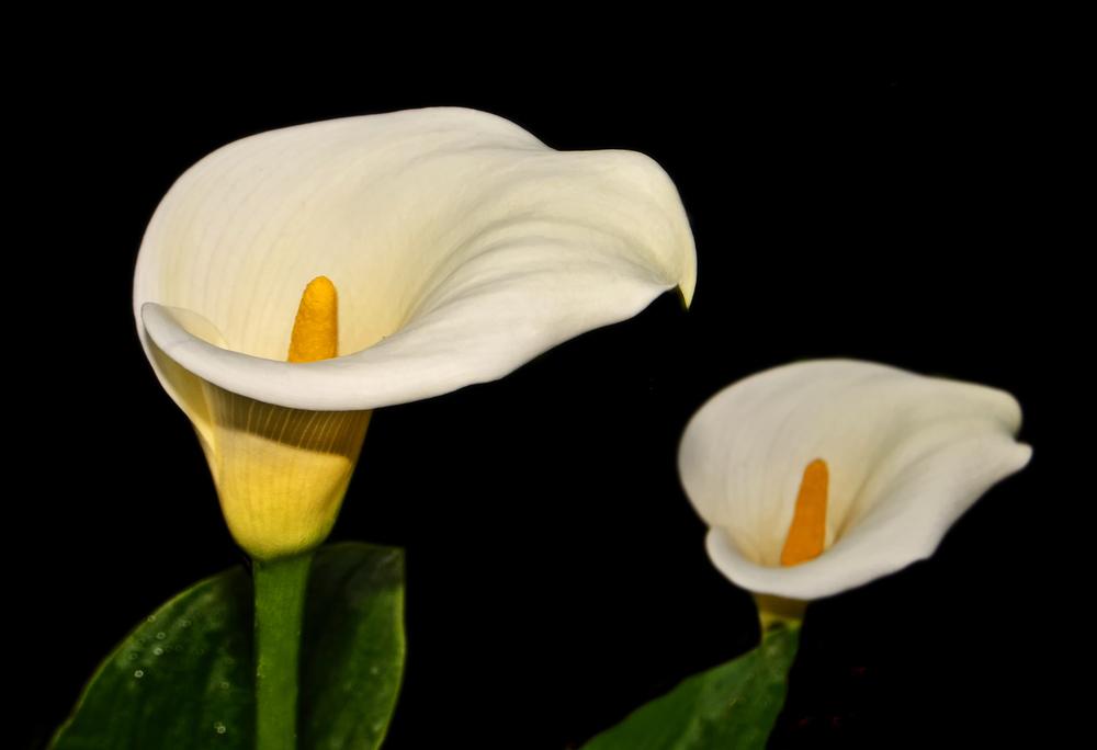 Photo of Calla Lily (Zantedeschia aethiopica) uploaded by dawiz1753