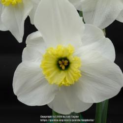 Location: Harrogate Flower Show
Date: 2019-04-27
