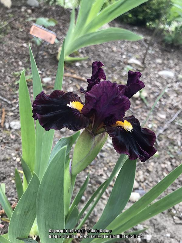 Photo of Standard Dwarf Bearded Iris (Iris 'Zap') uploaded by DiluteCalico